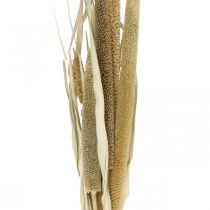 Dry floristry Grain Bunch of millet cobs dried 45cm