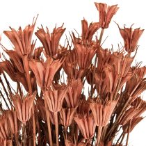 Dried flowers black cumin decoration red brown Nigella 40cm 100g