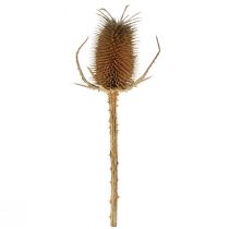 Product Dry decoration teasel thistles wild teasel natural 1kg