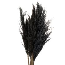 Product Dry grass, reed grass, black, 70cm, decorative trend, 10 pieces