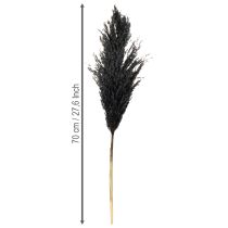 Product Dry grass, reed grass, black, 70cm, decorative trend, 10 pieces