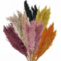 Product Dried grass reed grass dried various colours 70cm 10pcs