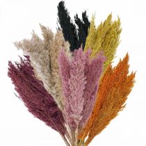 Product Dried grass reed grass dried various colours 70cm 10 pcs