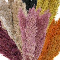 Product Dried grass reed grass dried various colours 70cm 10pcs