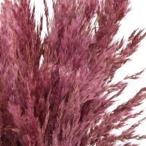 Product Natural Dried Reed Grass in Mauve and Violet Shades – 75-80cm, Set of 10