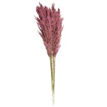 Product Natural Dried Reed Grass in Mauve and Violet Shades – 75-80cm, Set of 10
