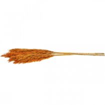 Product Dried grass, reed grass, decorative grass, orange, autumn decoration, 70cm, 10 pieces
