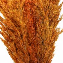 Product Dried grass reed grass dried decorative grass orange 70cm 10 pcs