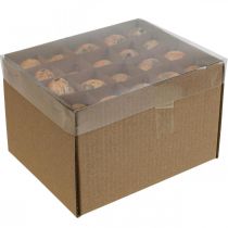 Product Quail eggs decoration blown eggs orange apricot 3cm 50 pcs