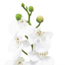 Product White Artificial Orchid Phalaenopsis Real Touch 32cm