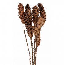 Product Weymouth pine cones pine cones copper 70cm 7 pcs bunch