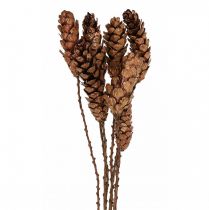 White pine cones Pine cones copper 70cm 7pcs bundle