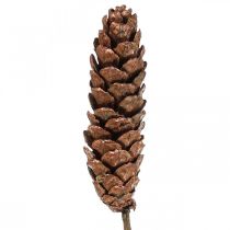 Product Weymouth pine cones pine cones copper 70cm 7 pcs bunch