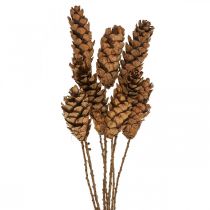 White pine cones Pine cones H70cm 7pcs bunch