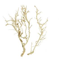 Product White Bush bleached 5pcs