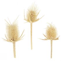 Product Wild teasel bleached dried natural decoration 3-6cm 1kg