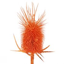 Product Wild Teasel Heads Dried Dyed Dispacus 3-6cm 1kg