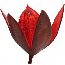 Product Wild lily red natural decoration dried flowers 6-8cm 50pcs