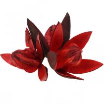 Product Wild Lily Red Natural Decoration Dried Flowers 6-8cm 50 pcs