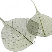 Product Willow leaves skeletonized dark green, natural decoration, decorative leaves 200 pieces