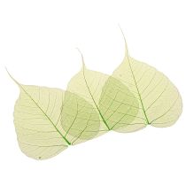 Product Willow leaves skeletonized green natural decoration leaves 200 pieces