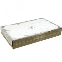 Product Bleached skeleton leaves Willow leaves skeletonized 8-10cm 300 pcs