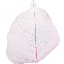 Product Skeleton leaves Willow leaves skeletonized pink 5-9cm 200p