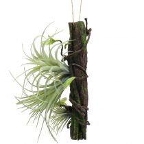 Root with Tillandsien to hang 26cm