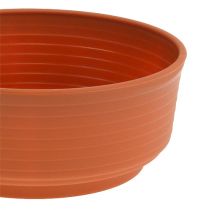 Product Z-bowl plastic Ø16cm 10pcs
