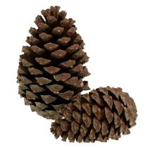 Cones Pinus Maritima 10cm - 15cm natural 3pcs