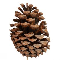 Product Cones Maritima maritime pine natural 5-10cm on stick 50 pcs