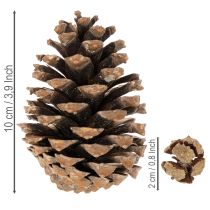 Product ProductName
Natural Pine Cone Mix for Crafts and Festive Decoration 2-10cm 400g
ProductDescription
<div>
<h2>Natural Pine Cone Mix for Crafts and Seasonal Styling</h2>
<p>Bring a touch of natural woodland charm to your home this festive season