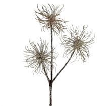 Product Witch hazel branch champagne 45cm 3pcs