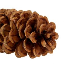 Product Sugar pine cones natural 20-25cm