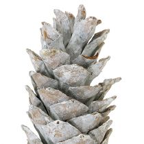 Product Sugar pine cones whitewashed 20cm - 30cm