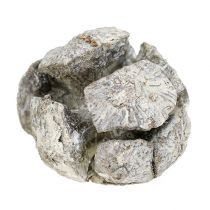 Product Cypress Cones 3cm Washed White 500g