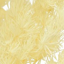 Product Asparagus Dry Decoration White Dried Ornamental Grass 80g