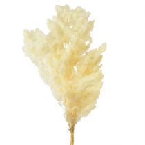 Product Asparagus Dried flower decor White Dried grasses 70-80cm 80g