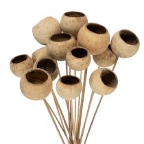 Product Bell Cup Mix on a Stem, Natural Exotic Varieties, 15 pieces