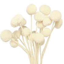 Product Craspedia dried drumsticks cream 45-55cm 20 pcs