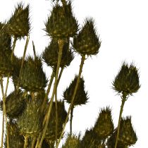 Product Strawberry thistle dry decoration olive green Ø1–2cm L55cm 100g