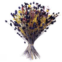Product Strawberry Thistle Dried Thistle Decoration Violet 44-58cm 100g