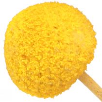 Product Yellow Craspedia dried drumsticks 45-55cm 20 pcs