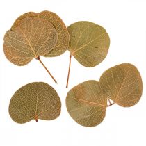 Product Dried Leaves Decoration Moneta Dry Floristry Natural 200g
