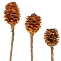 Product Glabrum Leucospermum Dried Flowers 25-40cm 25 pcs