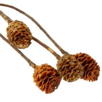 Product Glabrum Leucospermum Dried Flowers 25-40cm 25 pcs