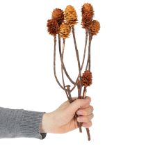 Product Glabrum Leucospermum Dried Flowers 25-40cm 25 pcs