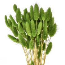 Product Hare&#39;s tail grass ornamental grass Lagurus olive green L65cm 50g