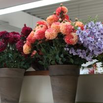 Product Artificial Dahlias in Peach Pink Ø10cm L80cm 2pcs