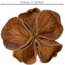 Product Landlotus Nature 50 pcs